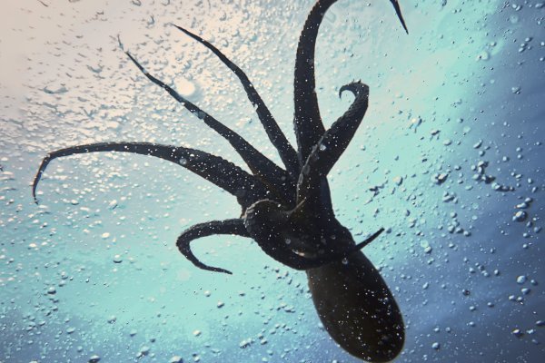 Kraken whitenet sliv php