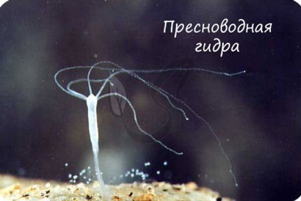 Кракен супернет ссылка для тор